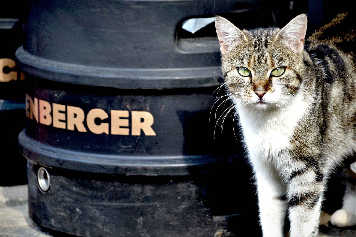 Eine Hauskatze steht neben einem Fass Hallenberger Bier