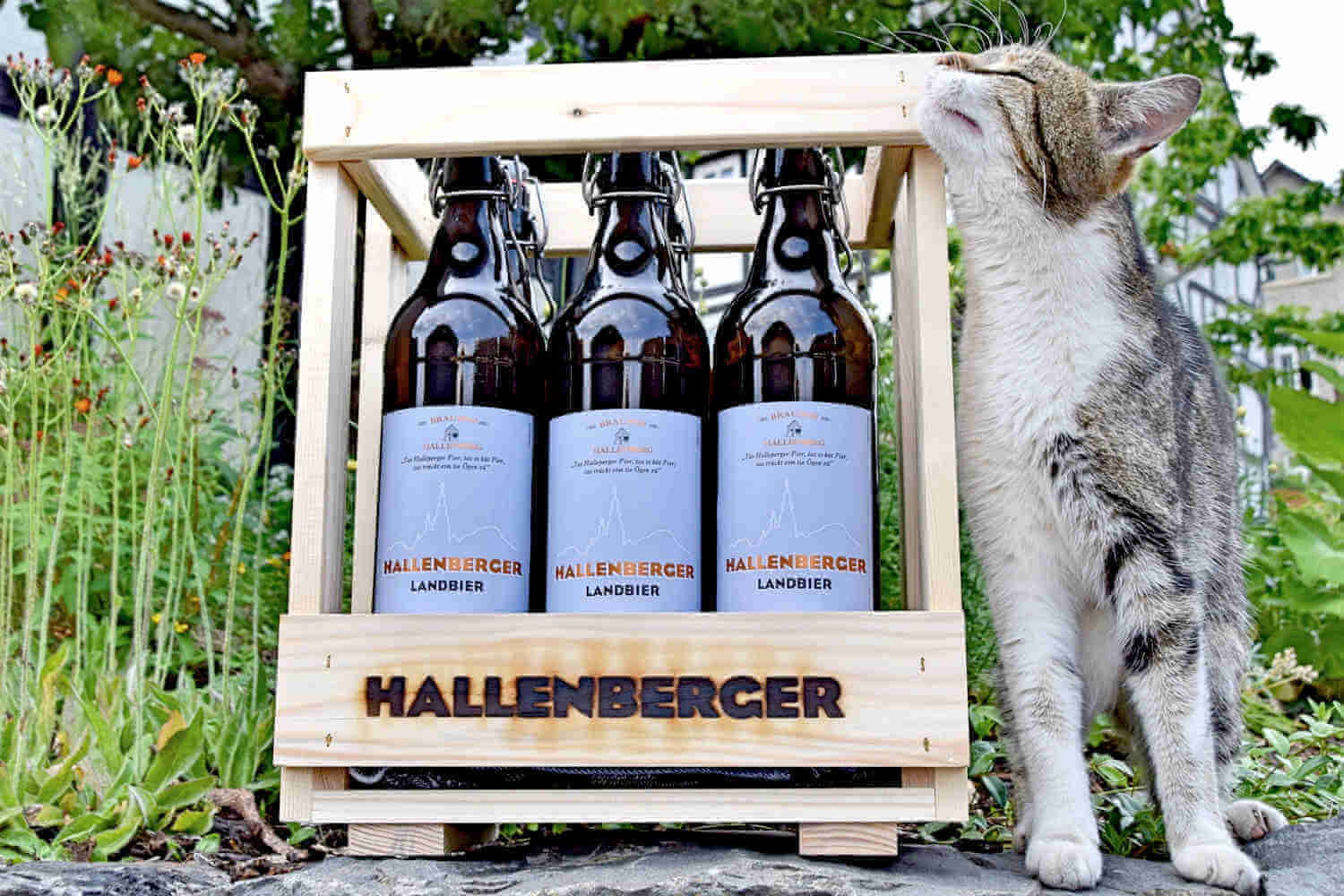 Eine Katze reibt ihr Kinn an einer Kiste mit 6 Einliterflaschen Hallenberger Bier